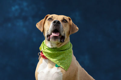 Jethro Probst Support Dog