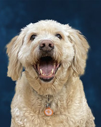 Rex Riffey Support Dog